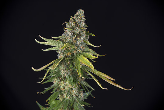 Cannabis cola (green crack marijuana strain) with hairs and leaves on late flowering stage