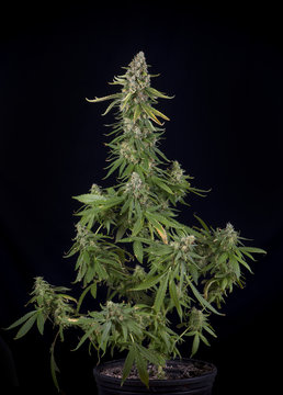 Cannabis plant growing on a pot (fire creek marijuana strain) with late flowers ready to harvest
