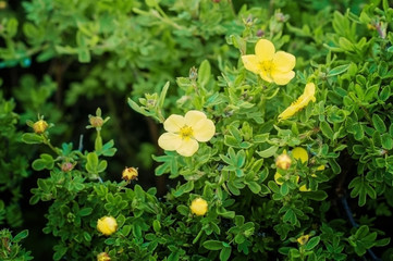 Shrub blooming in spring garden.
