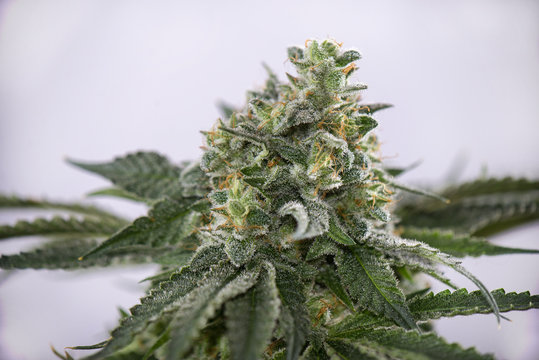 Cannabis cola (Mangolope marijuana strain) with visible hairs and leaves on late flowering stage