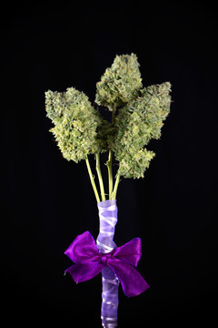 Bouquet of fresh cannabis flowers (Mangolope marijuana strain) trimmed and wrapped in purple ribbon