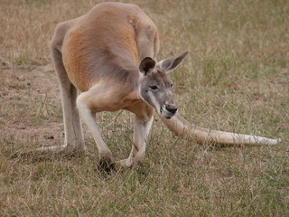 Kangaroo