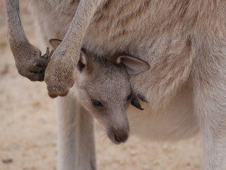 Joey in Pouch