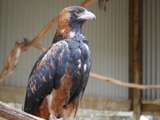 Australian Hawk