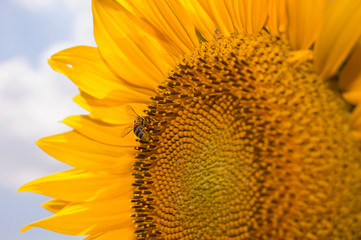 Naklejka premium .bee collects nectar on a flower sunflower