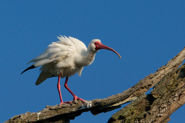 White Ibis in breeding plumage ruffles its feathers.