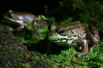 Closeup of Frog