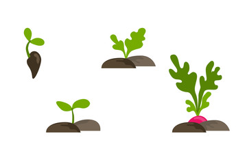 Vector flat set of objects with phases plant growth. Seed, sprout and root of redish in soil isolated.