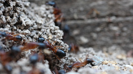 BullAnt