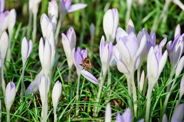 Honigbiene, Krokusse mit fast noch geschlossenen Blüten, frische grüne Blätter und alte, tote Blätter vom Vorjahr an einem sonnigen Nachmittag im frühen Frühling
