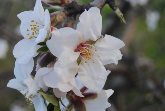 Grupo de flores brancas com estilete em tons de branco, ov&aacute;rio e estilete em cores de laranja, primavera