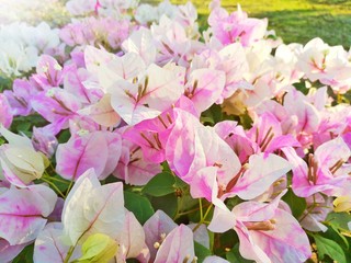 Colorful Bougaville flower on branch.