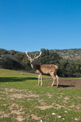 Ciervo en el campo