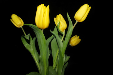Naklejka premium Tulips on a black background. Yellow tulip flowers in bloom with black background.