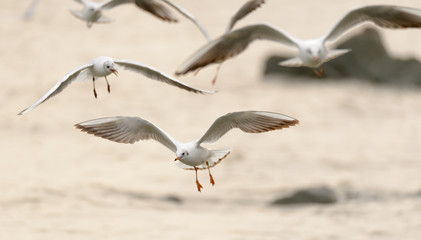 flying birds over the sea