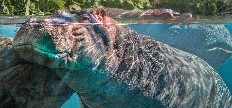 Hippo Encounter