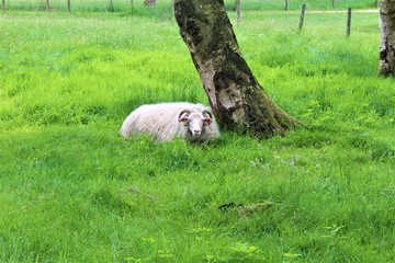 Schaf auf der Weide unter Baum