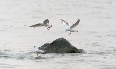 flying birds over the sea