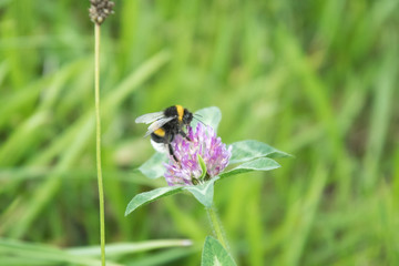 蜜を集めるハチ