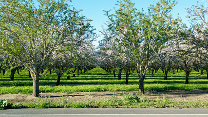 Panoramic view of almond blossoms in orchard photographed from across the street, showing a section...