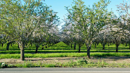 Obraz premium Panoramic view of almond blossoms in orchard photographed from across the street, showing a section of the road, in the beginning of the spring in Winters, California