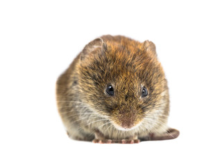 Frontal close up of angry Bank vole
