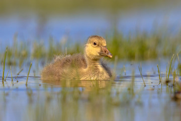 Greylag goose chick swimming in water