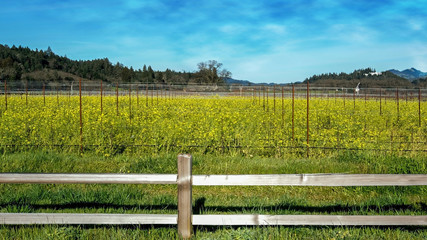 Barren grape vines in a field of yellow mustards in Napa valley, California, USA