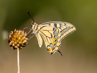 Swallowtail resting in the Morning Light
