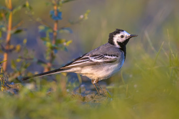 white wagtail in grassland