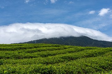 Rolling green hill sides of tea plantations with a back drop of white clouds and a  beautiful blue sky.