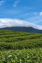 Fototapeta na wymiar Rolling green hill sides of tea plantations with a back drop of white clouds and a beautiful blue sky.