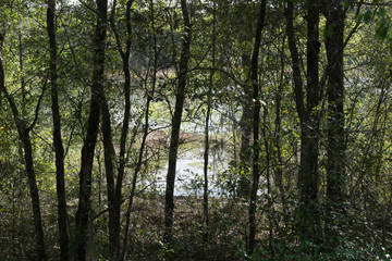 A Drying Pond Edge