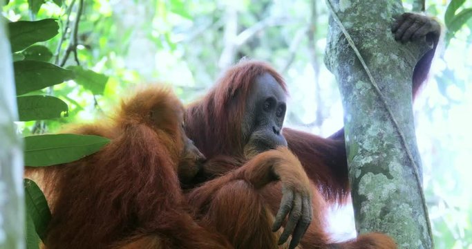 Baby orangutan monkey suckling milk from mother ape in wild forest of Sumatra wildlife nature in Indonesia rainforest reserve in Gunung Leuser national park