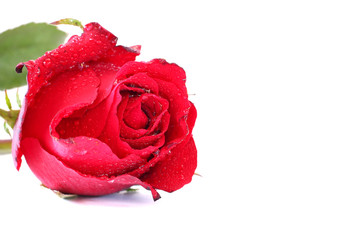 red roses on white background