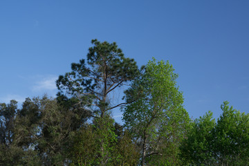 Trees Aglow In Afternoon