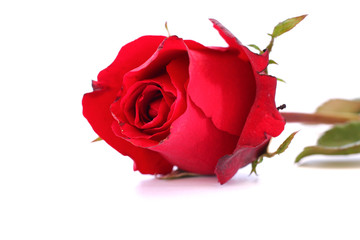 roses on white background