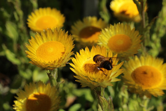 "Yellow Everlasting" flower (or Leabane, Yellow Daisy, Golden Strawflower) in St. Gallen, Switzerland. Its Latin name is Helichrysum Aureum (Syn Gnaphalium aureum), native to Angola and South Africa.