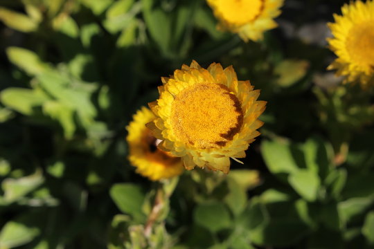 "Yellow Everlasting" flower (or Leabane, Yellow Daisy, Golden Strawflower) in St. Gallen, Switzerland. Its Latin name is Helichrysum Aureum (Syn Gnaphalium aureum), native to Angola and South Africa.