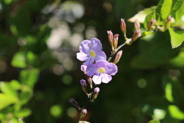"Golden Dewdrop" flower (or Pigeon Berry, Skyflower) in St. Gallen, Switzerland. Its Latin name is Duranta Erecta (Syn Duranta Repens, Duranta Plumieri), native from California to South America.