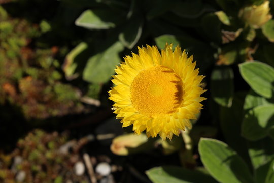 "Yellow Everlasting" flower (or Leabane, Yellow Daisy, Golden Strawflower) in St. Gallen, Switzerland. Its Latin name is Helichrysum Aureum (Syn Gnaphalium aureum), native to Angola and South Africa.