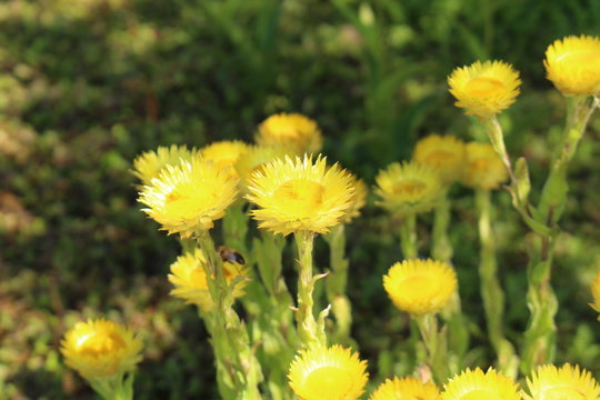 "Yellow Everlasting" flower (or Leabane, Yellow Daisy, Golden Strawflower) in St. Gallen, Switzerland. Its Latin name is Helichrysum Aureum (Syn Gnaphalium aureum), native to Angola and South Africa.