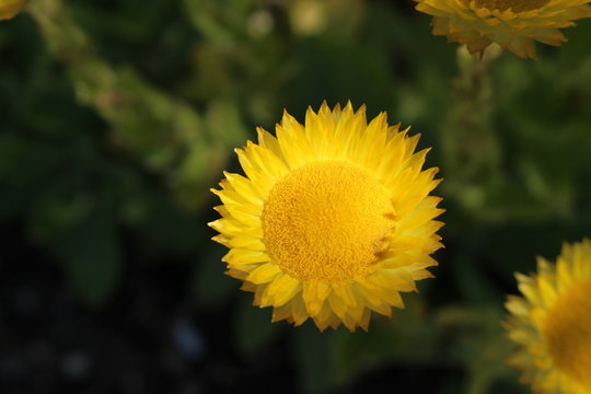 "Yellow Everlasting" flower (or Leabane, Yellow Daisy, Golden Strawflower) in St. Gallen, Switzerland. Its Latin name is Helichrysum Aureum (Syn Gnaphalium aureum), native to Angola and South Africa.