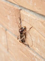 Weta on wall