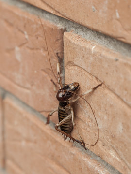 Weta On Wall