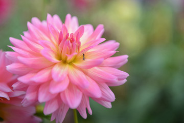 colorful of dahlia pink flower in Beautiful garden