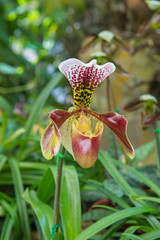 colorful of lady's slipper orchid in Beautiful garden (Paphiopedilum Callosum)