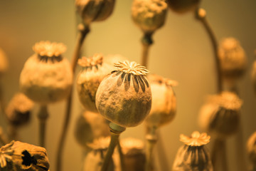 Opium poppy head, Plants for medicine or drugs