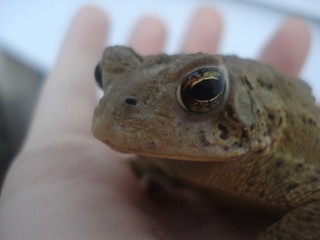 toad