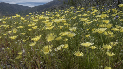 Anza-Borrego Desert State Park